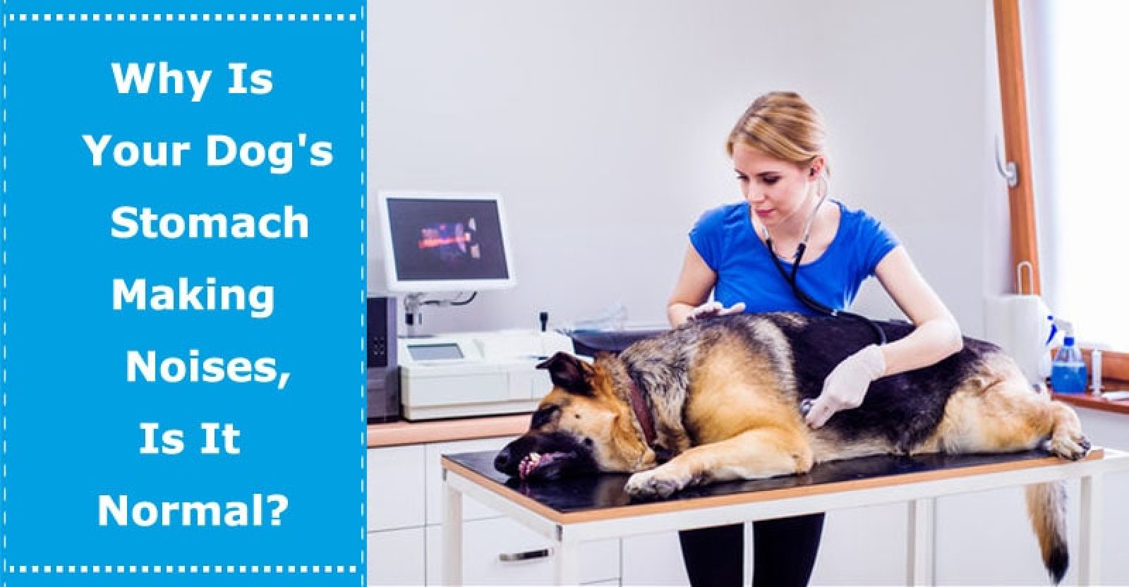 Why Is Your Dog's Stomach Making Noises, Is It Normal? PetXU