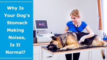 dog's stomach making noises