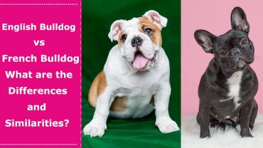 english bulldog vs french bulldog