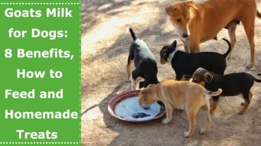 goats milk for dogs