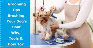 how to brush dog coat dog grooming tools