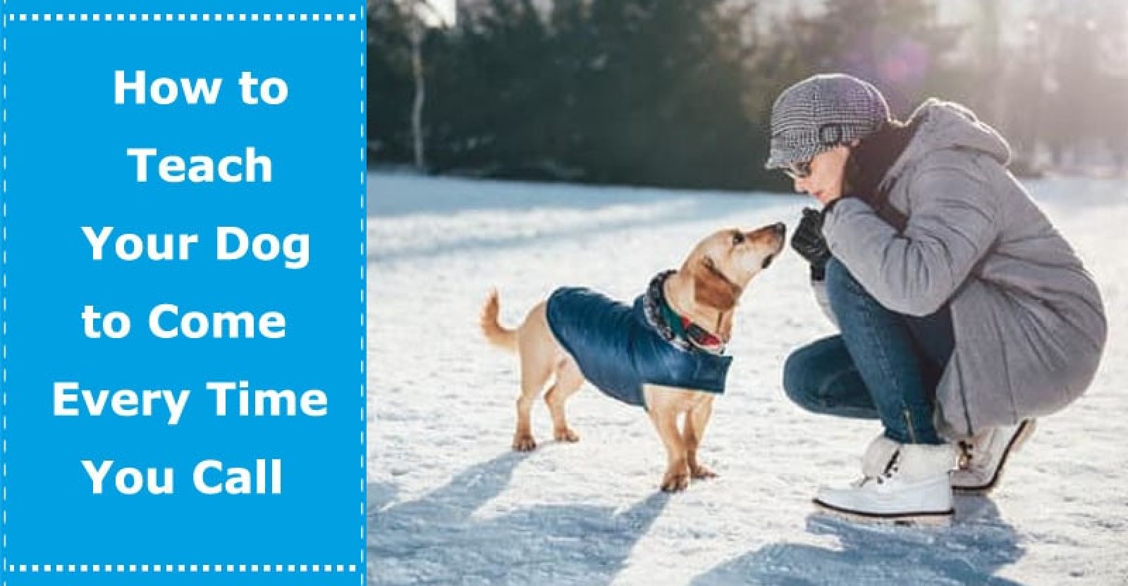 How to Teach Your Dog to Come Every Time You Call PetXU