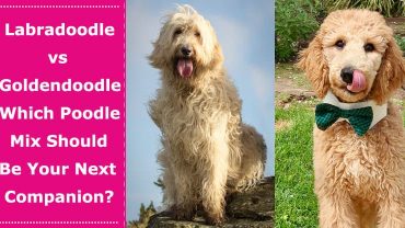 labradoodle vs goldendoodle