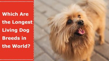 longest living dog breeds