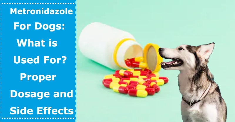 Metronidazole tablet dosage for dogs