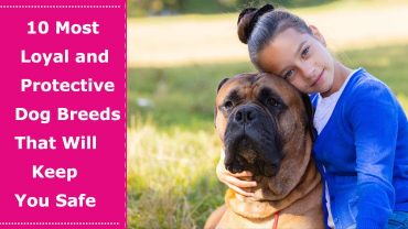 most loyal and protective dog breeds