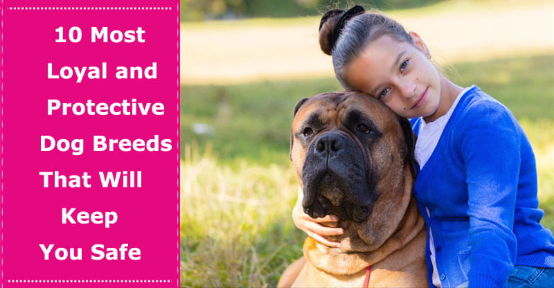 10 Most Loyal and Protective Dog Breeds 
