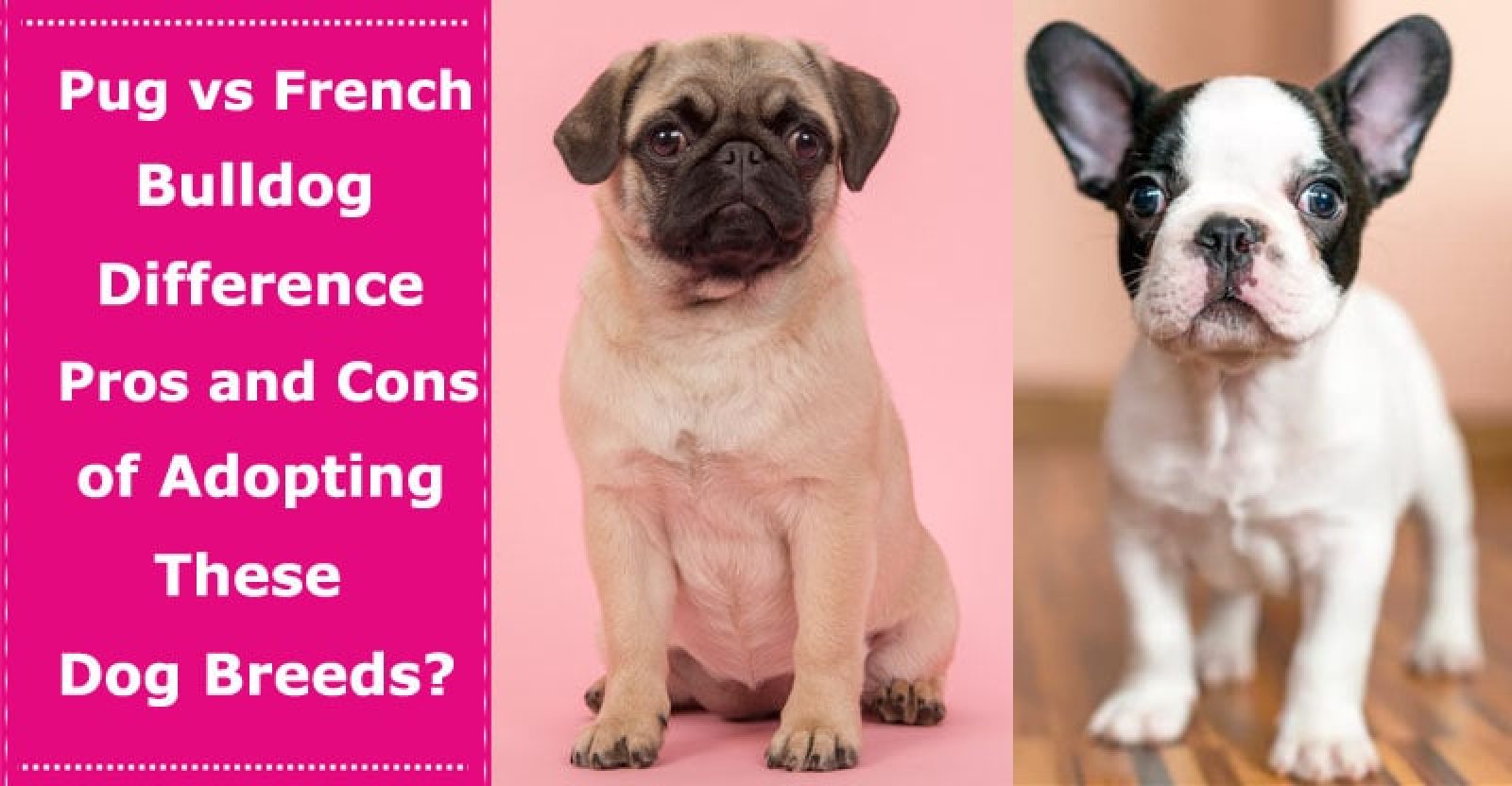 Pug vs French Bulldog Difference, Pros and Cons of Adopting These Dog