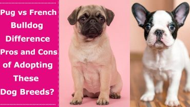 pug vs french bulldog