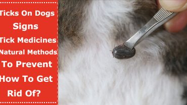 ticks on dogs