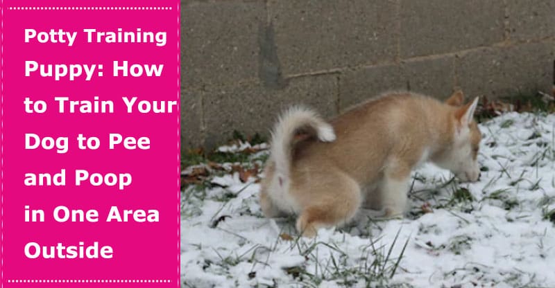 how to train a puppy to potty train outside
