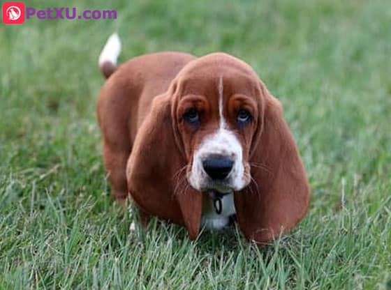 why do bassets have long ears