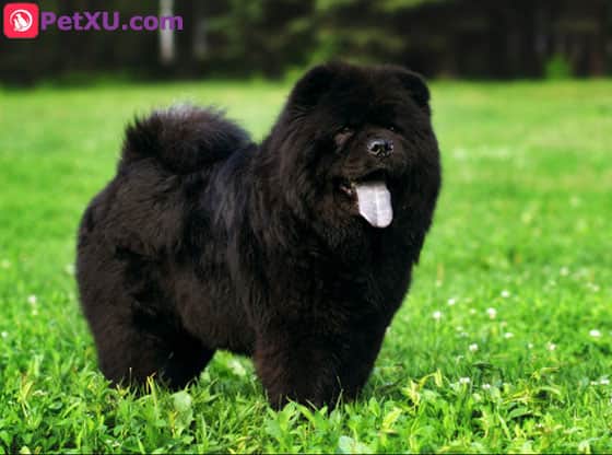 black chow dog