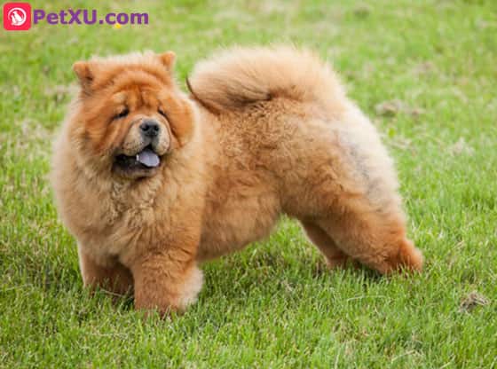 cream chow chow price