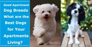 best dogs for apartments