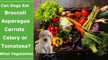 can dogs eat broccoli