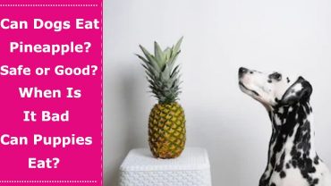can dogs eat pineapple