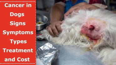 cancer in dogs