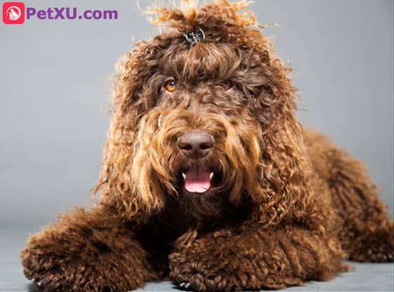 large curly haired dogs