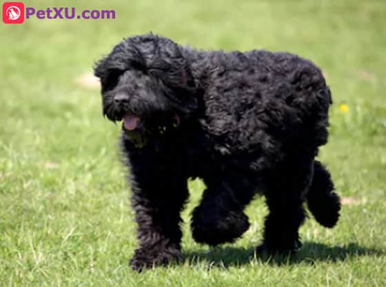 small black dog with curly hair