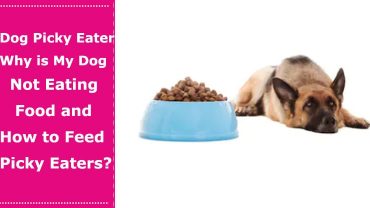 dog picky eater