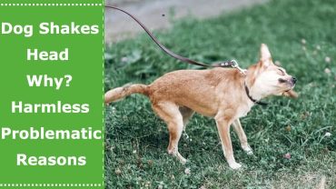 dog shakes head