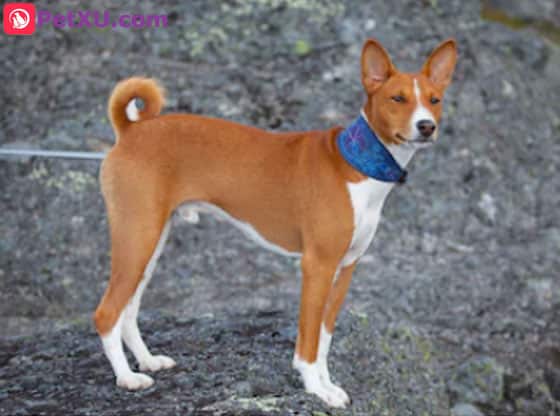 dog breeds with curly tails and floppy ears