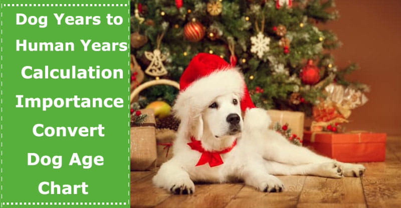 Dog Years to Human Years Calculation Importance, Ways to Convert & Dog