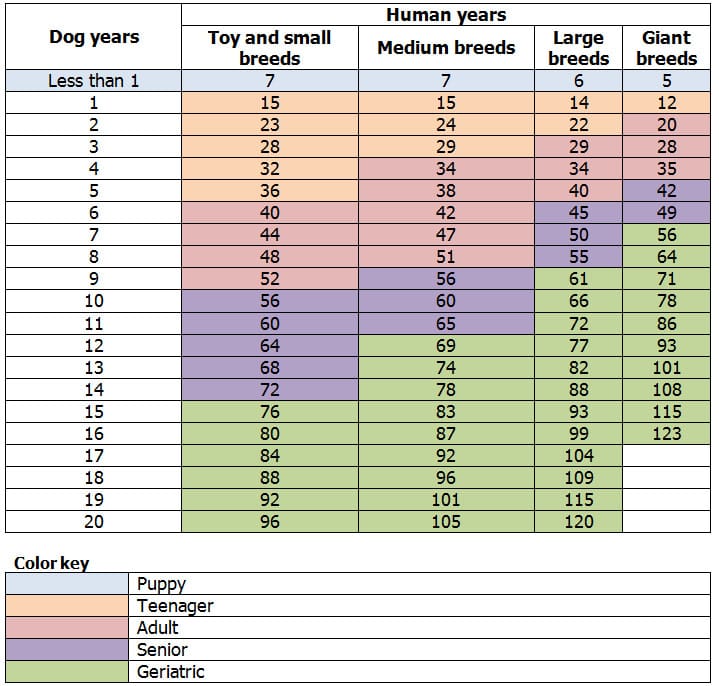 Dog Size Chart By Age