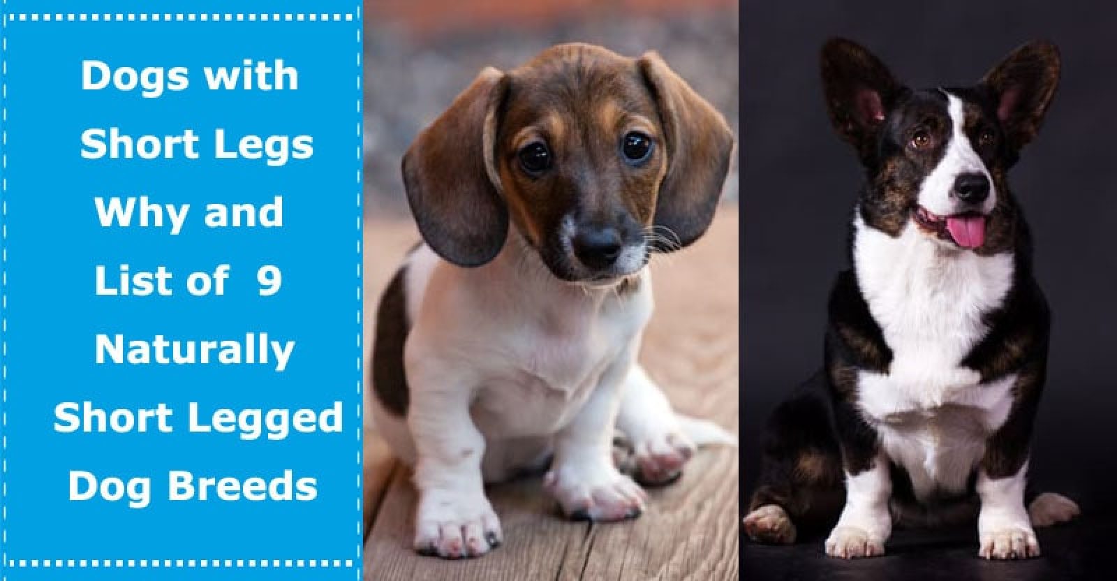 Dogs with Short Legs Why and List of 9 Naturally Short Legged Dog