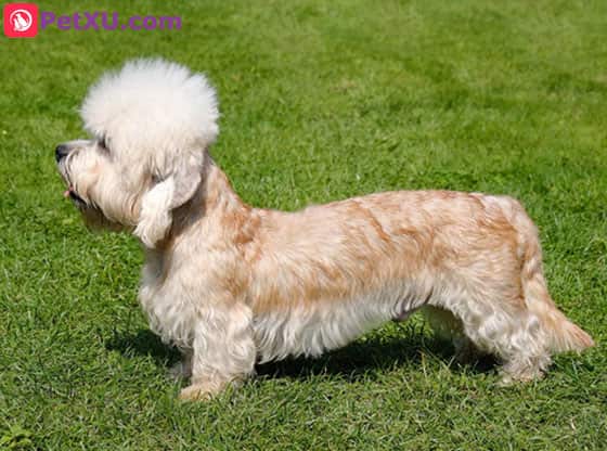 a german breed of dog with a long body and short legs