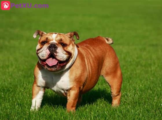 dog breed long body short legs