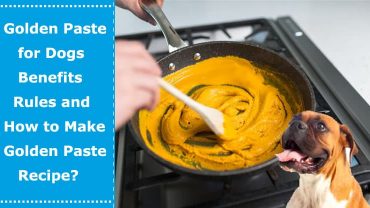 golden paste for dogs