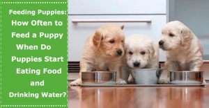 how often to feed a puppy