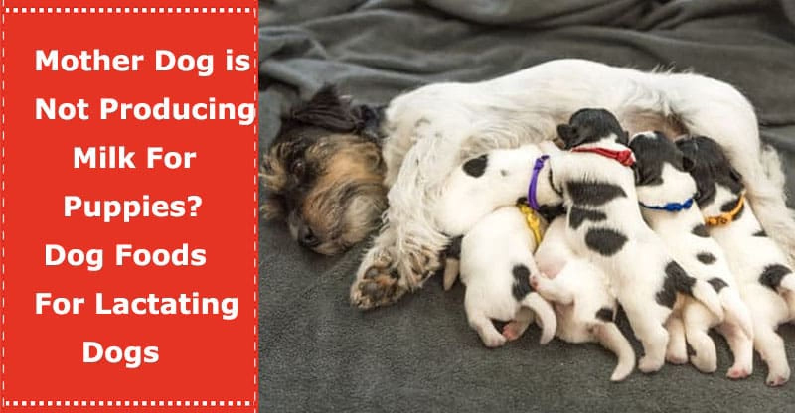 Mother Dog is Not Producing Milk For Puppies? Dog Foods For Lactating