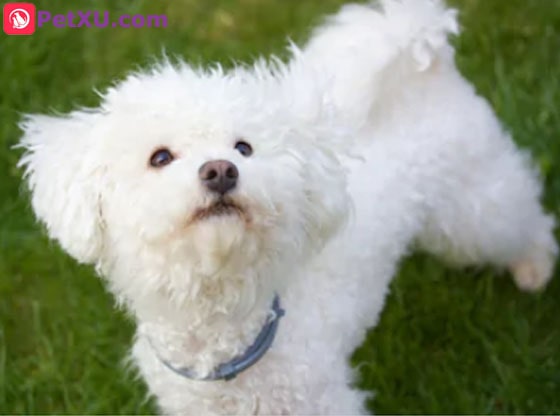 Curly Haired Dog Breeds: Small vs Big Curly Haired Dog? Which is the  Perfect Choice for You? - PetXU