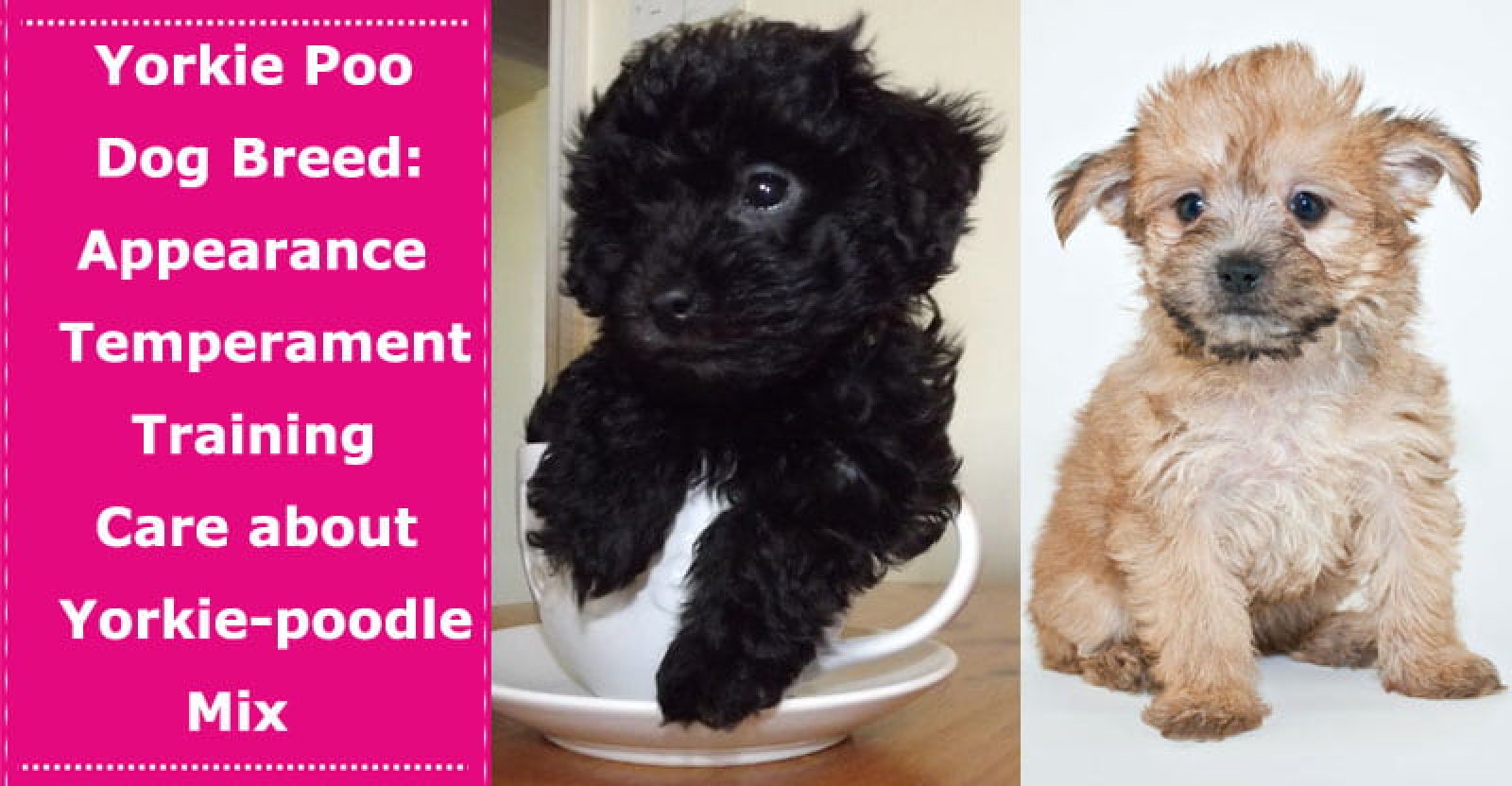 Yorkie Poo Dog Breed Appearance Temperament Training & Care about This
