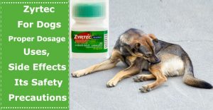 zyrtec for dogs