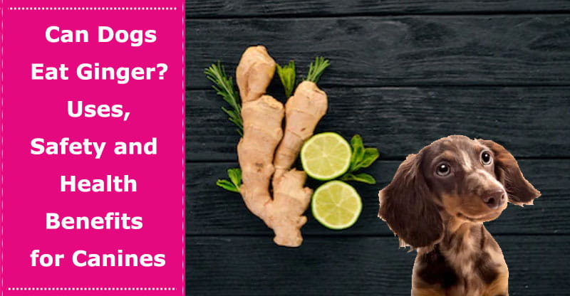 can dogs eat ginger