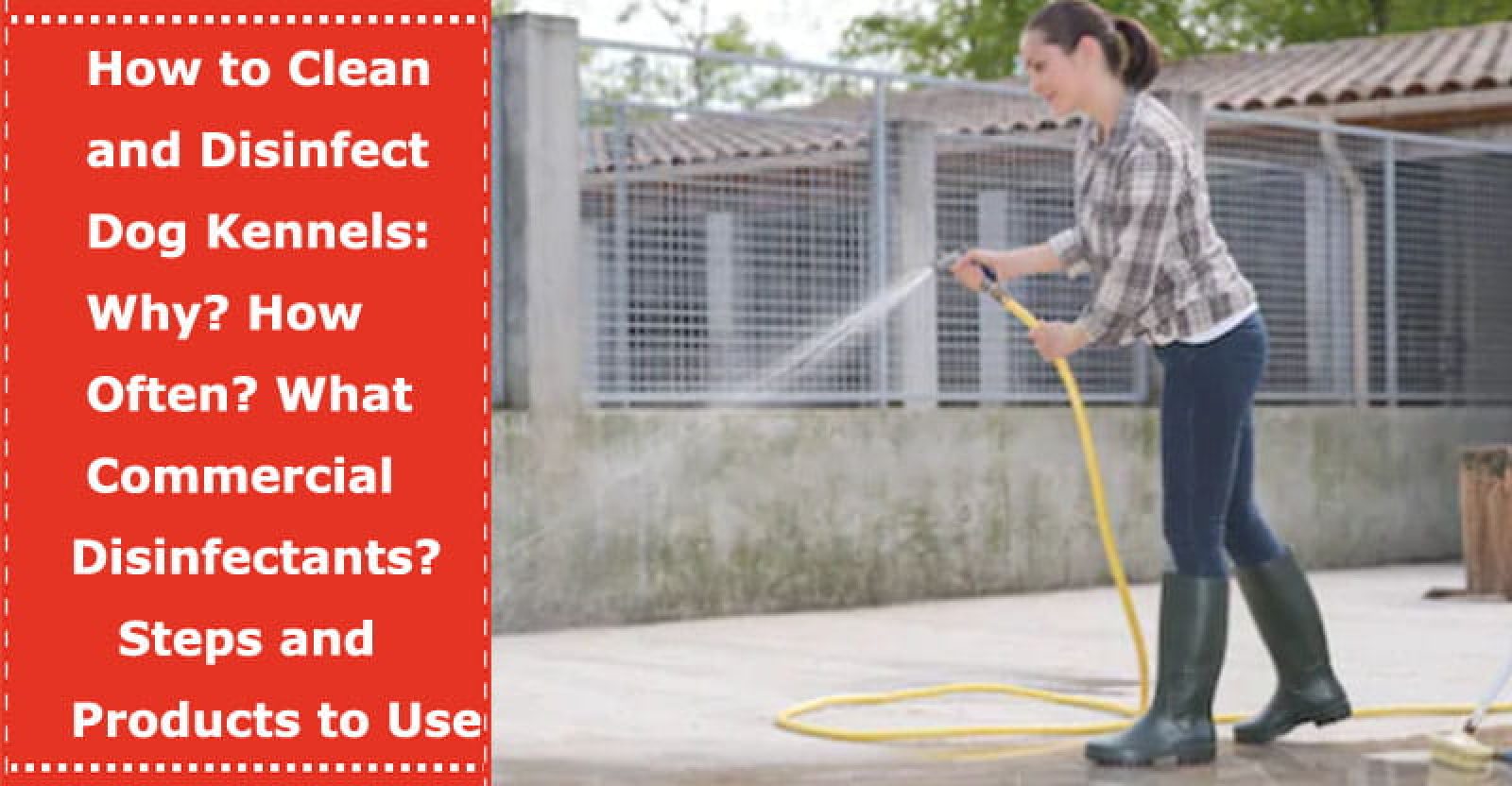 How to Clean and Disinfect Dog Kennels Why? How Often? What Commercial Disinfectants? Steps and