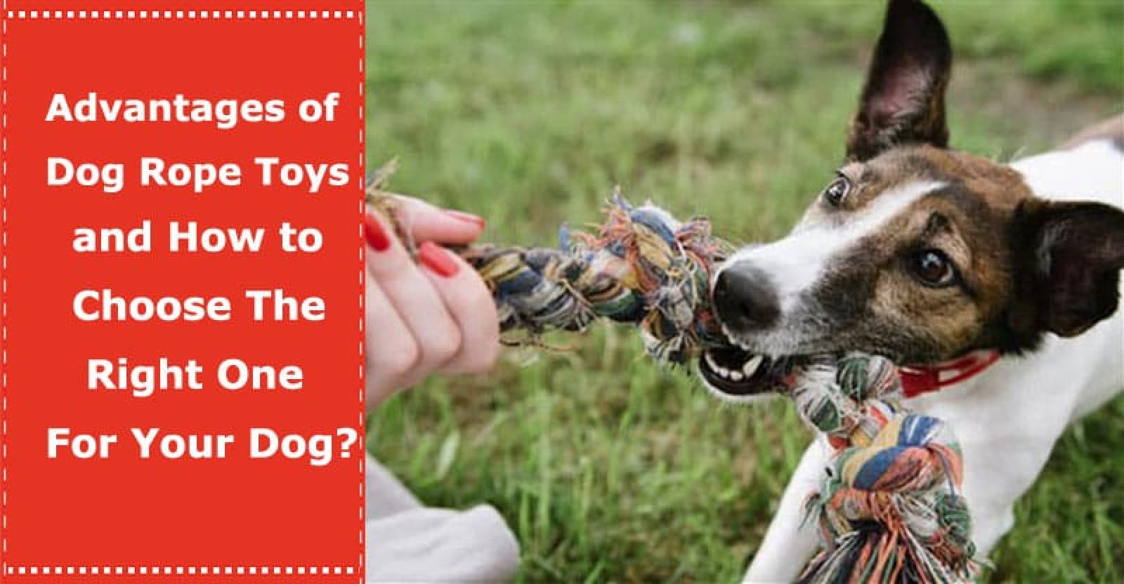 Advantages of Dog Rope Toys and How to Choose The Right One For Your Dog? PetXU