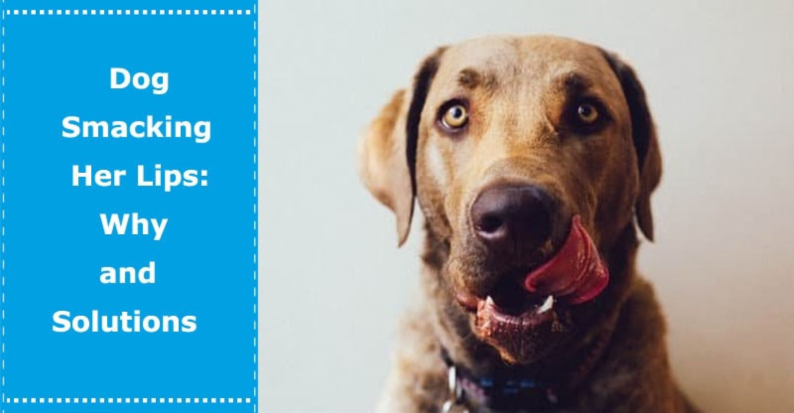 Dog Smacking Her Lips Why and Solutions PetXU