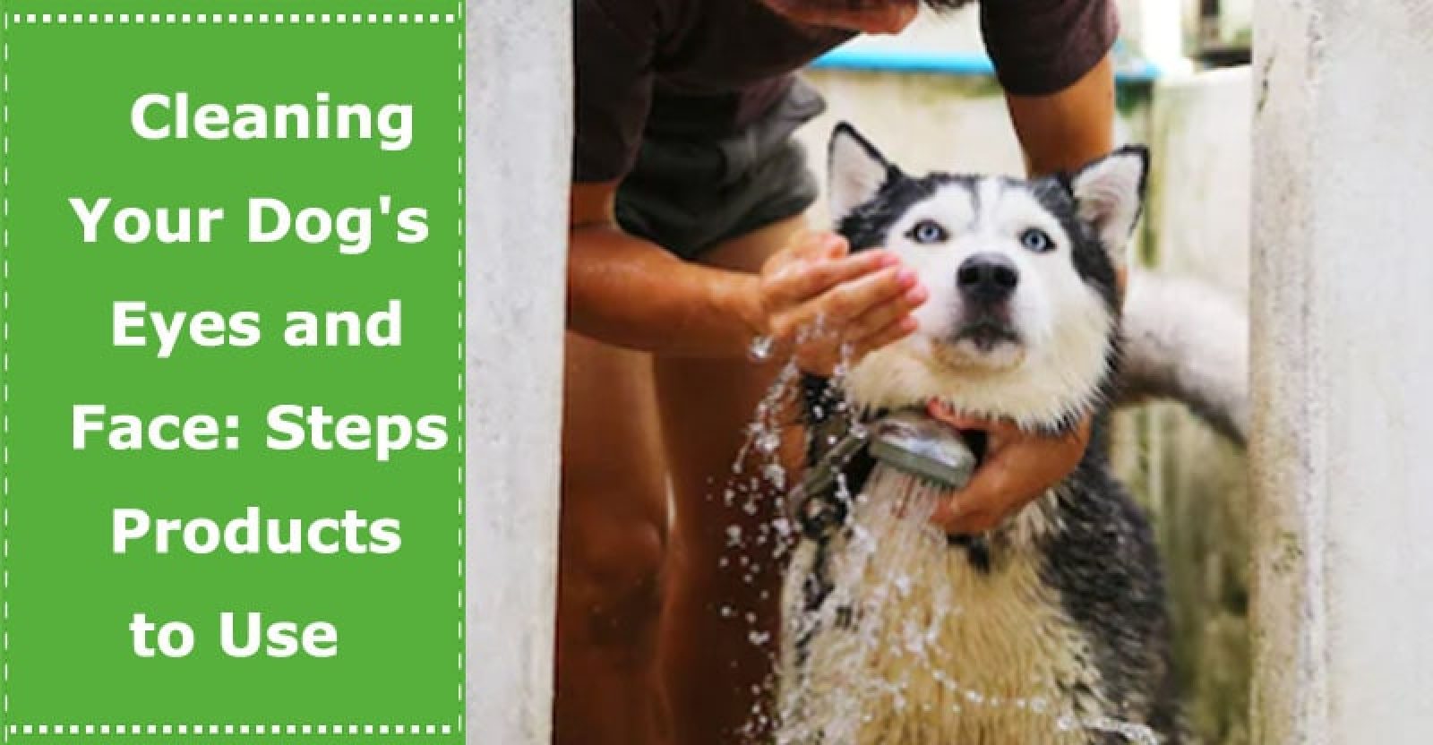 Cleaning Your Dog’s Eyes and Face Steps and Products to Use PetXU