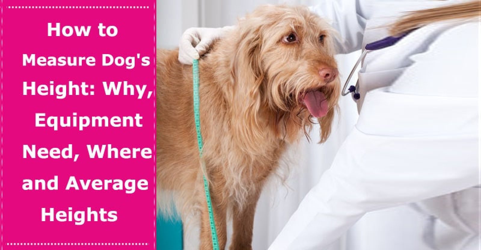 How to Measure Your Dog’s Height Why, Equipment Need, Where and