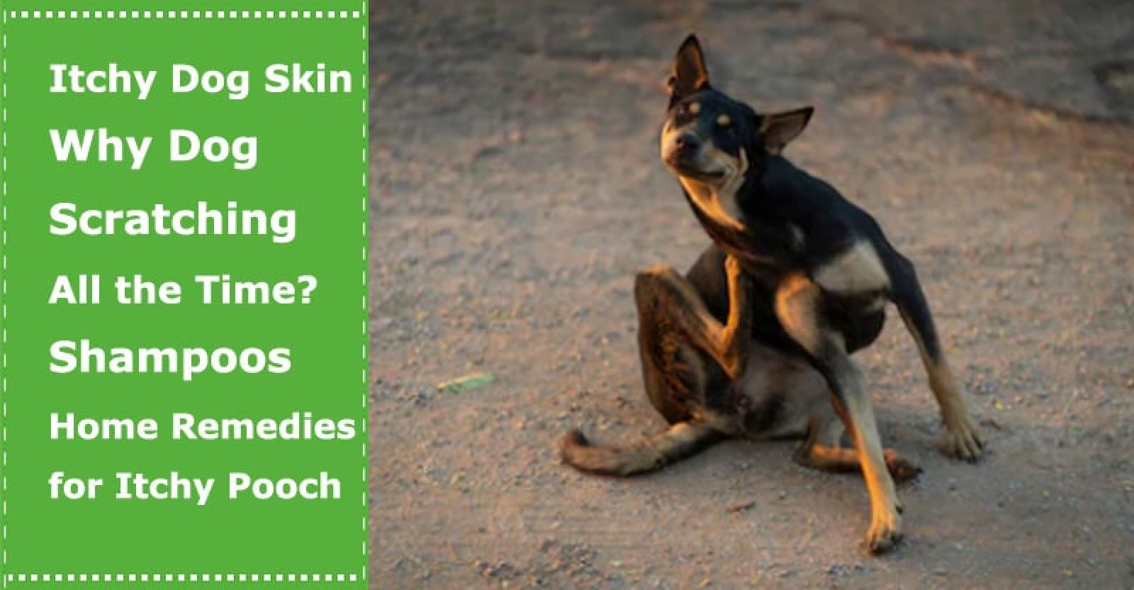 Itchy Dog Skin Why is Your Dog Scratching All the Time? Shampoos and Home Remedies for Your
