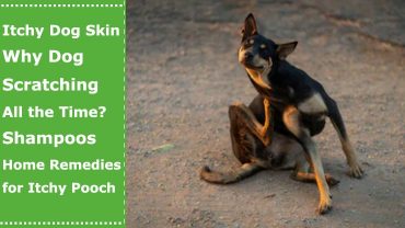 itchy skin dogs