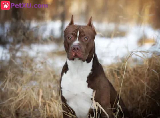 white pitbull with blue spots