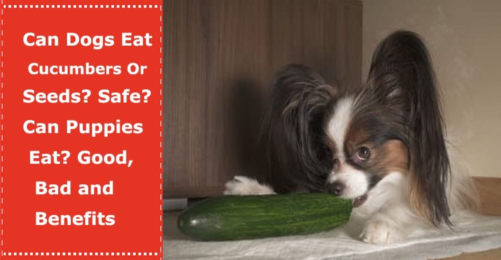 Can Dogs Eat Cucumbers Or Seeds? Safe? Can Puppies Eat? Good, Bad and Benefits PetXU