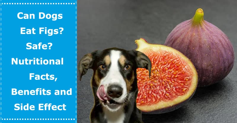 can dogs eat fig fruit