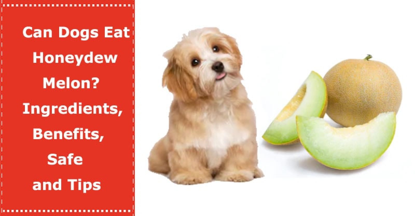 Can Dogs Eat Honeydew Melon? Ingredients, Benefits, Safe and Tips PetXU
